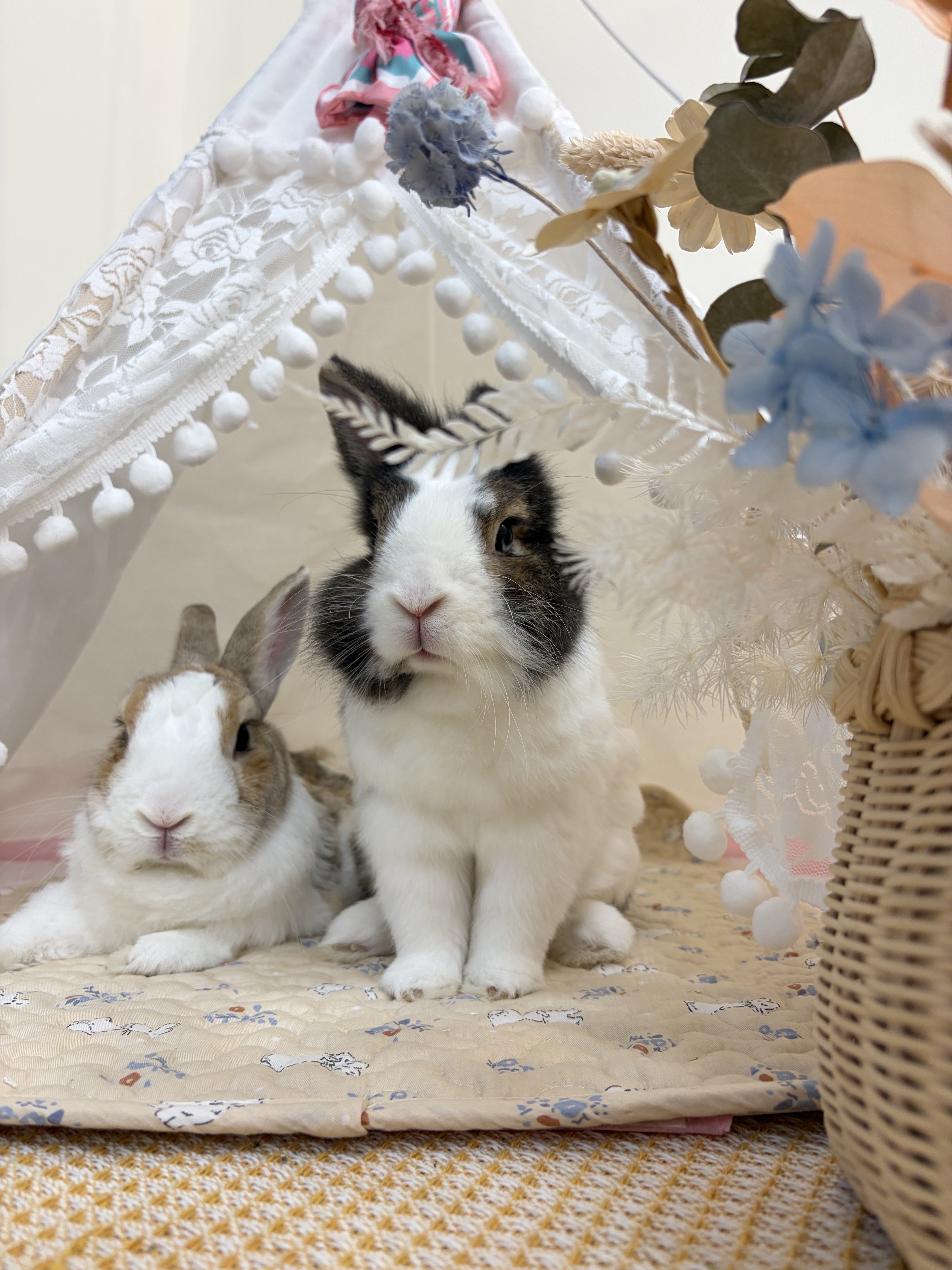 壹伍兔子住宿實際環境